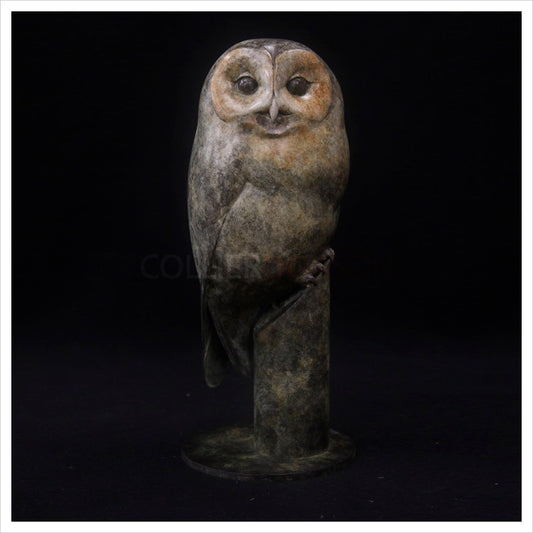 Tawny Owlet by Adam Binder
