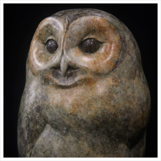 Tawny Owlet by Adam Binder