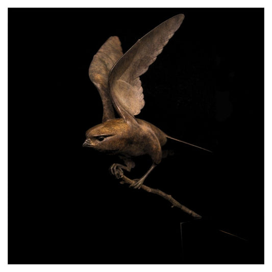 Brown bird in flight against a black background