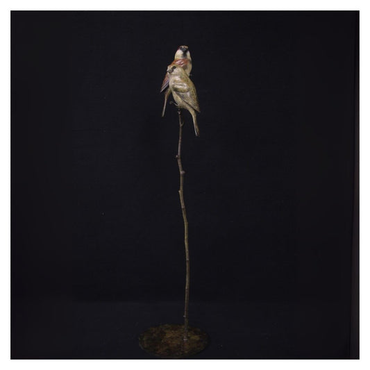 Dead bird on a stick against a black background