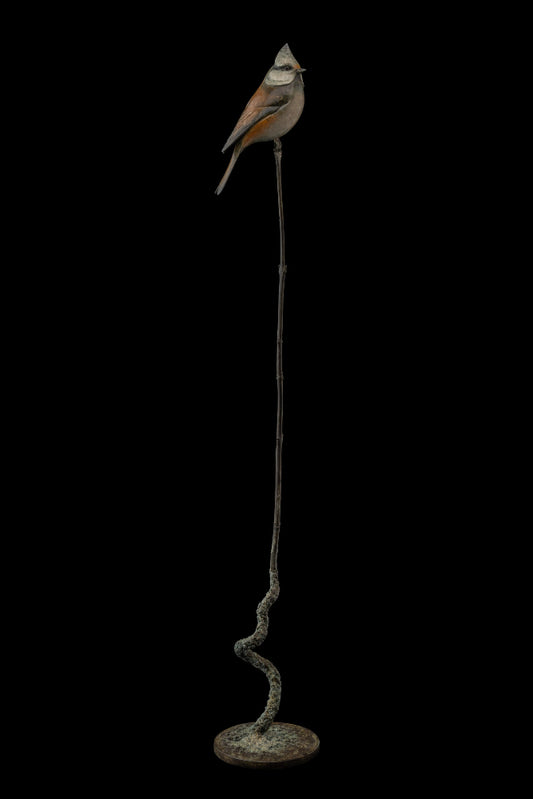 Adam Binder Bronze Crested Tit