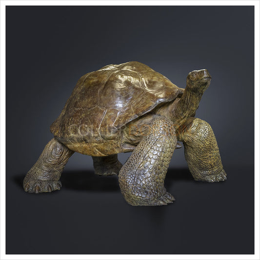 Galapagos Tortoise IV by Gill Parker