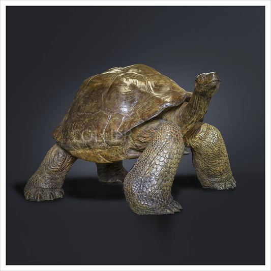 Galapagos Tortoise IV