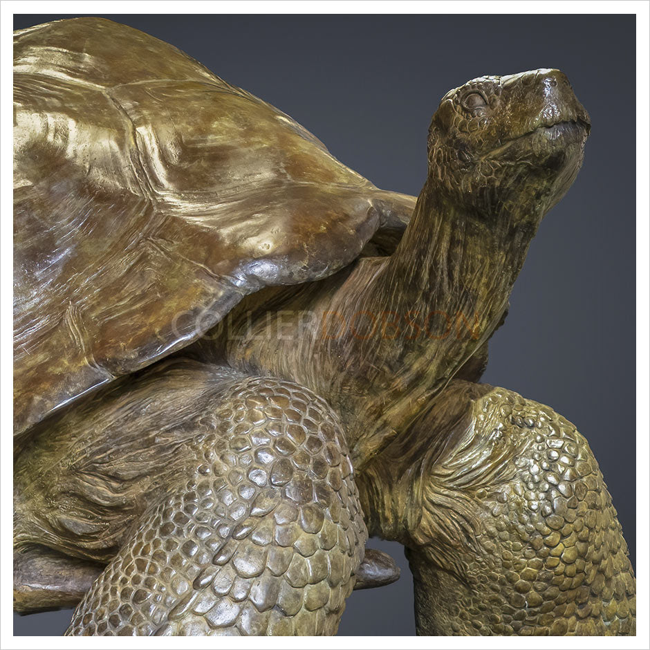 Galapagos Tortoise IV by Gill Parker