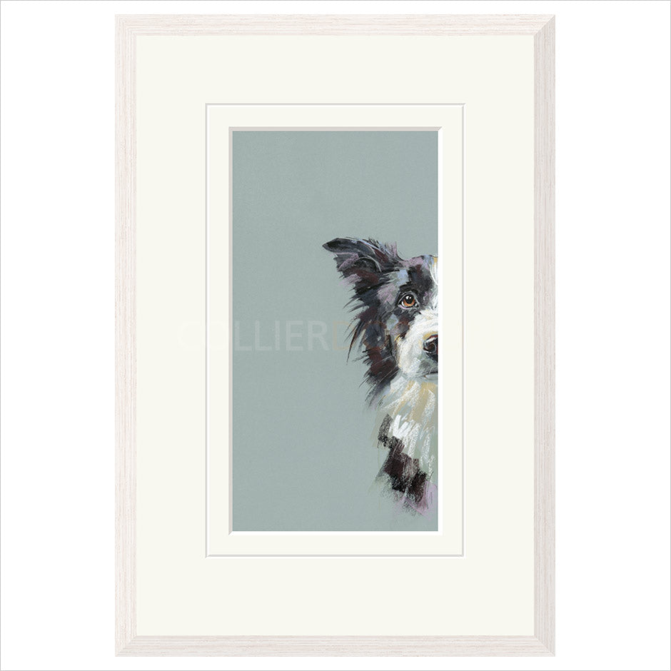 Curious Collie