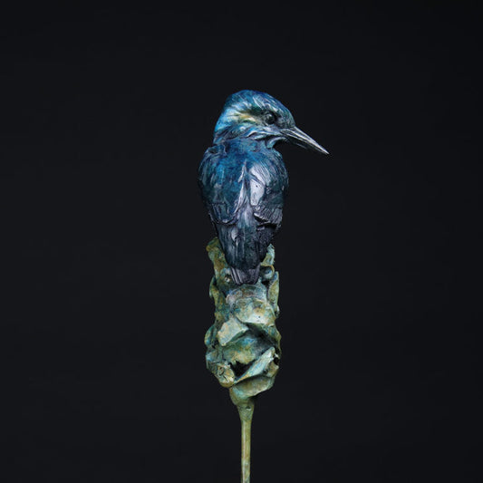 Blue bird perched on a branch against a black background