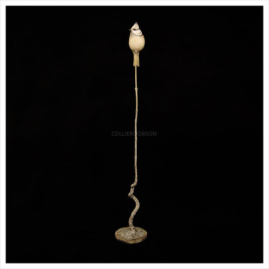 Crested Tit by Adam Binder