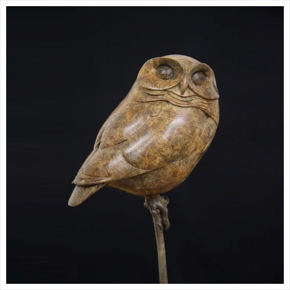 Little Owl III by Adam Binder