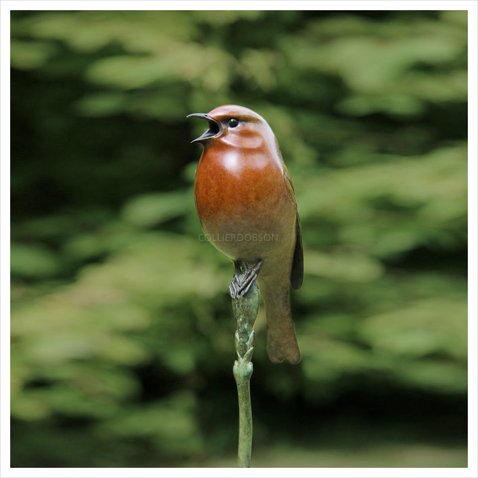 Robin by Adam Binder