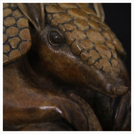 Armadillo by Adam binder