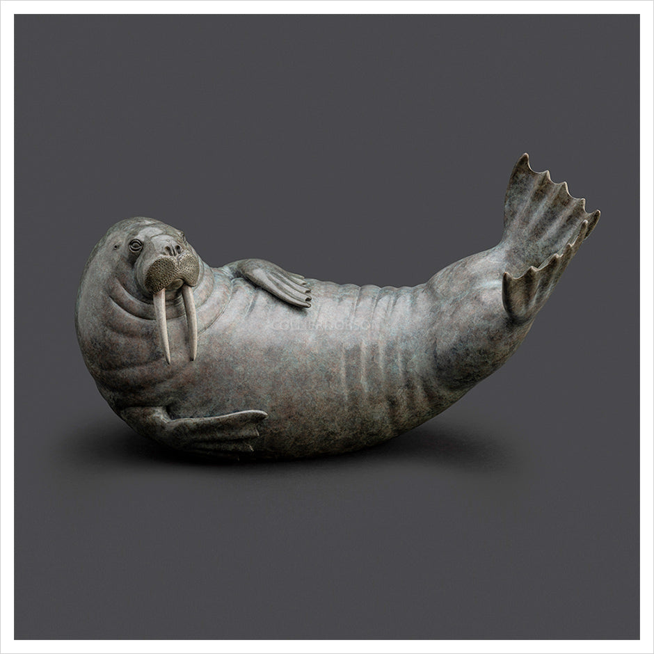 Walrus by Adam Binder