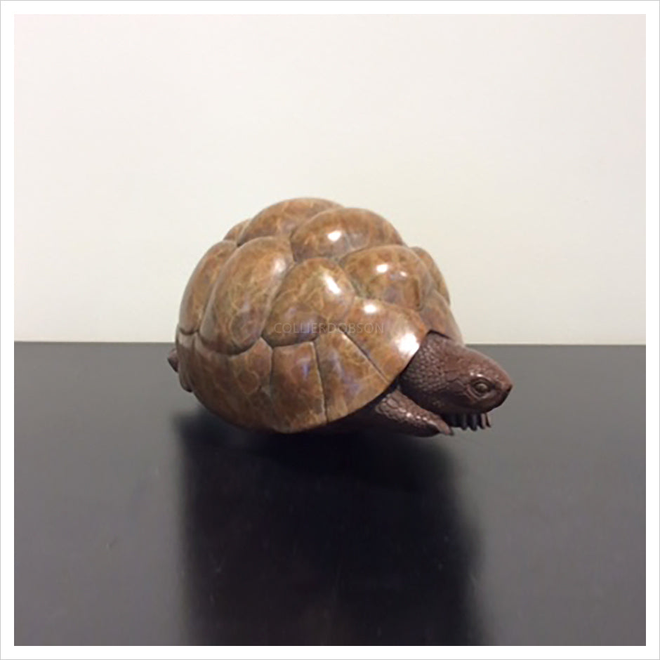 Leopard Tortoise by Adam Binder