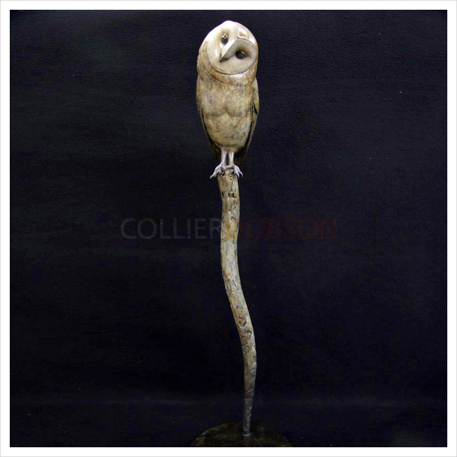 Barn Owl III by Adam Binder