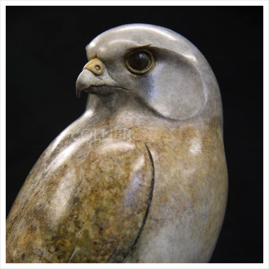 Kestrel by Adam Binder