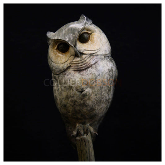 Scops Owl by Adam Binder