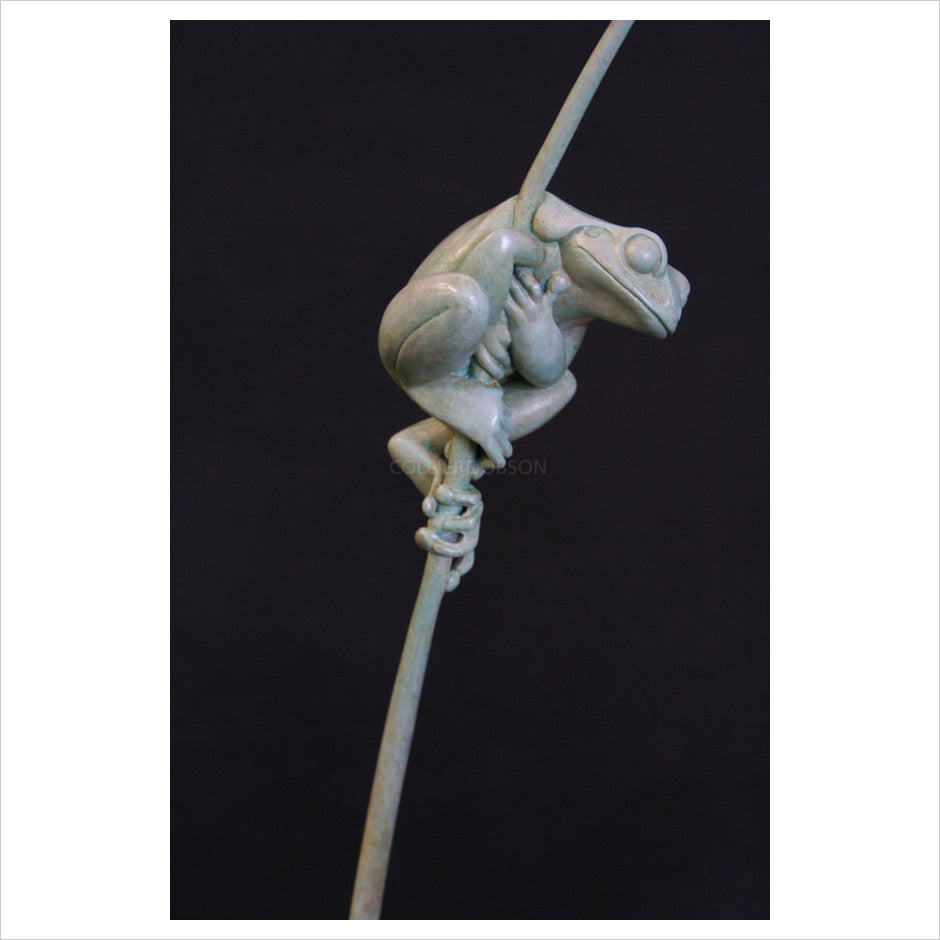 Tree Frog by Adam Binder