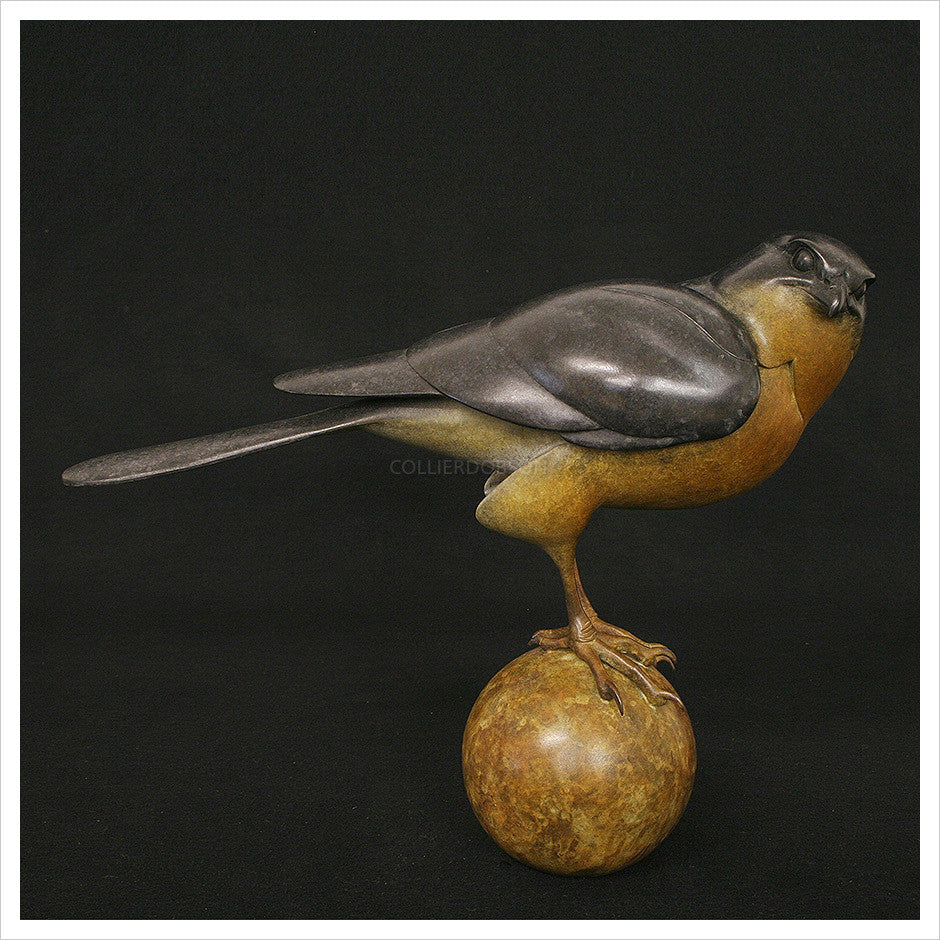 Sparrow Hawk by Adam Binder