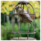Sparrow in Birdcage by Adam Binder