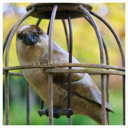 Sparrow in Birdcage by Adam Binder