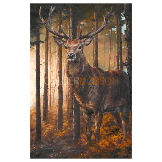 Forest Gaze by Anthony Dobson