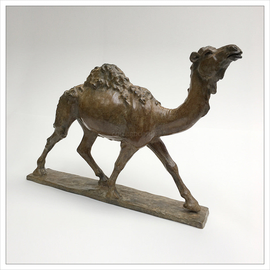 Dromedary Camel by Gill Parker