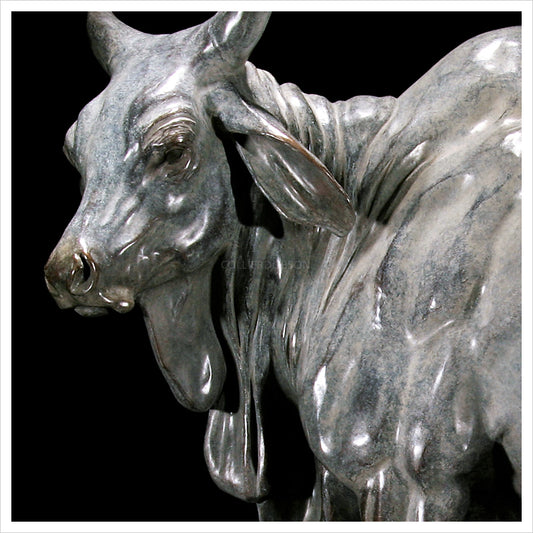 Brahman Bull by Gill Parker