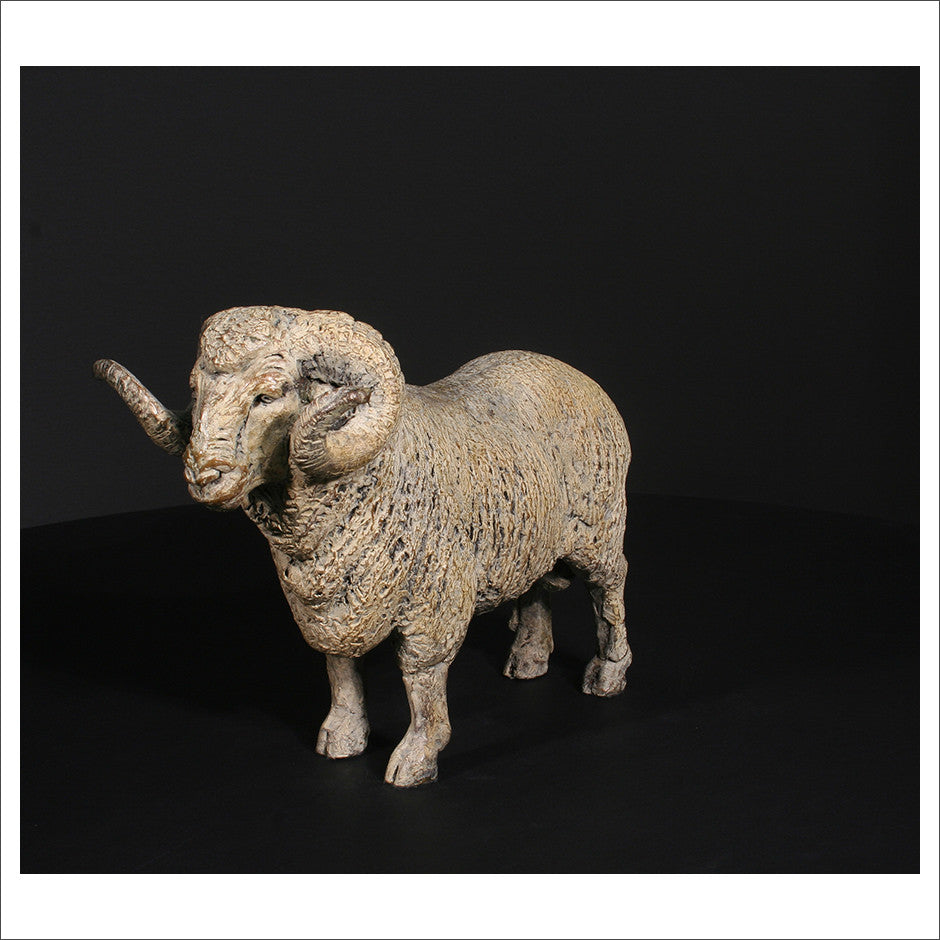 Merino Ram