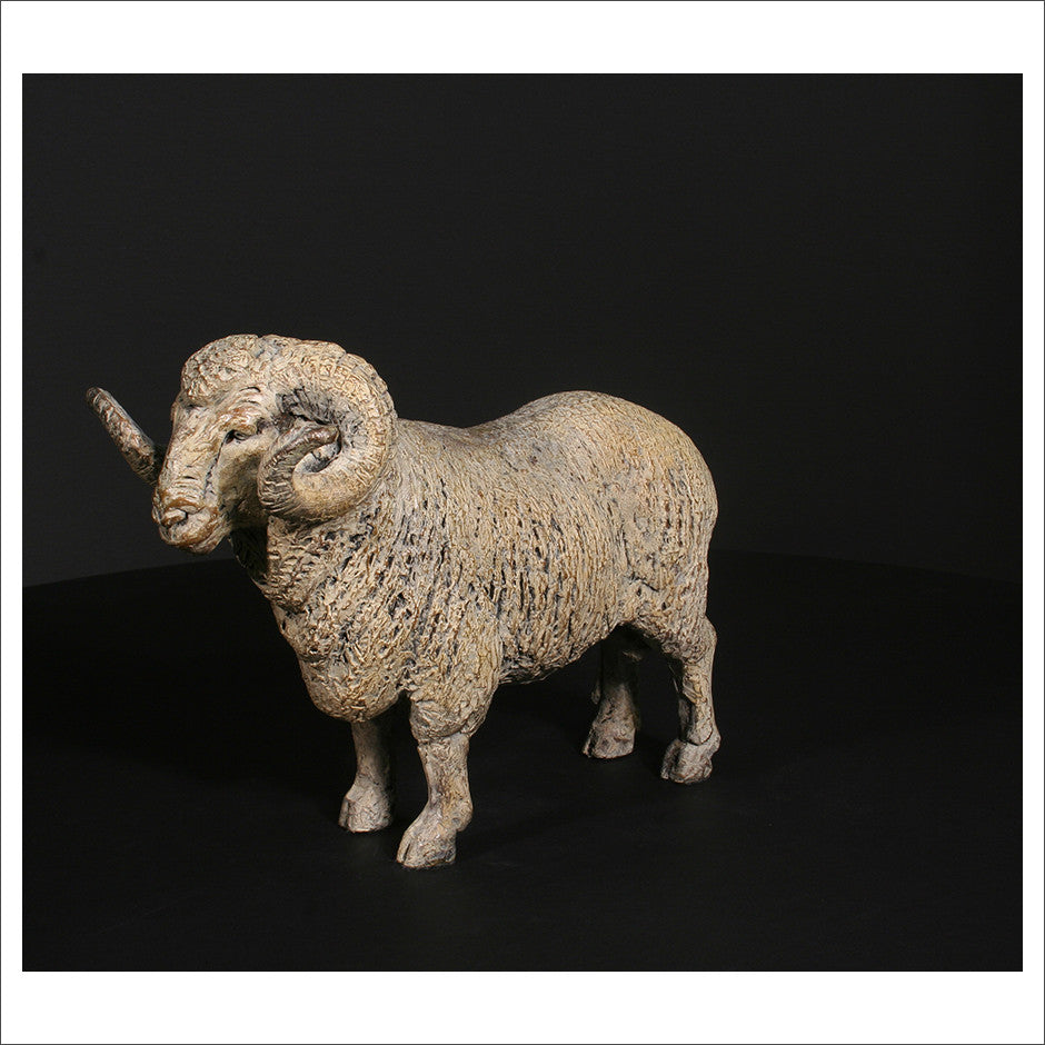 Merino Ram