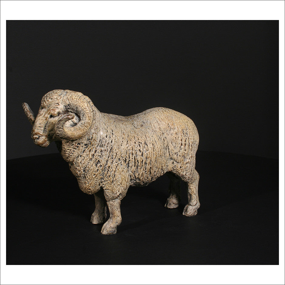 Merino Ram