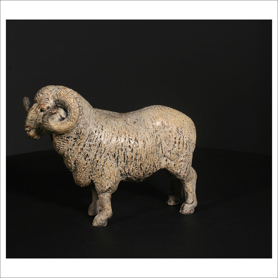 Merino Ram