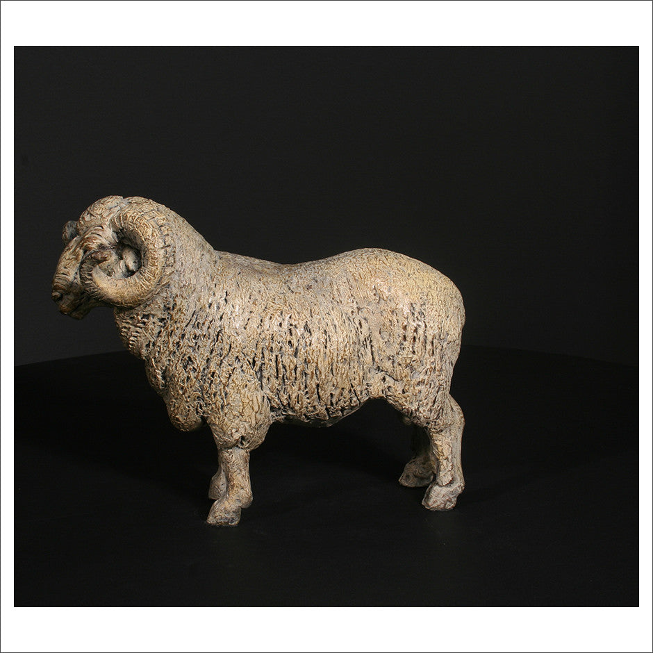Merino Ram