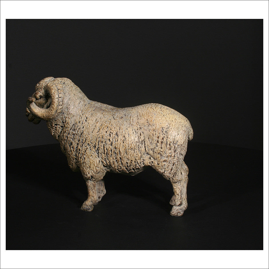 Merino Ram