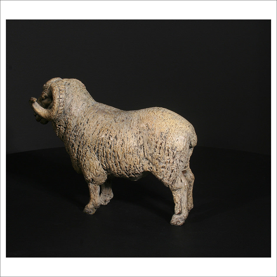 Merino Ram