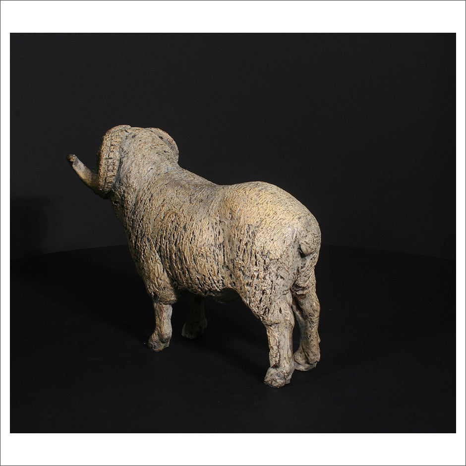 Merino Ram