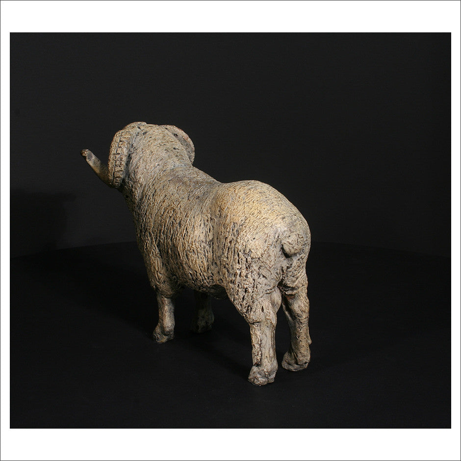 Merino Ram