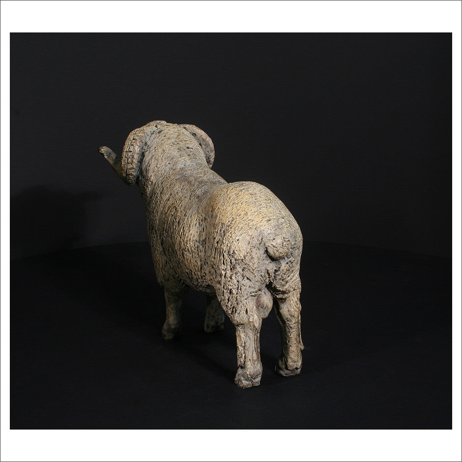 Merino Ram