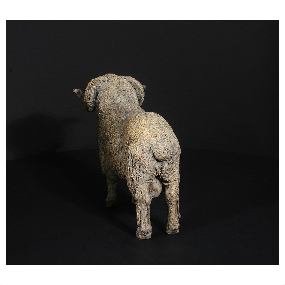 Merino Ram
