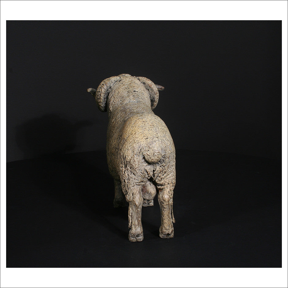 Merino Ram