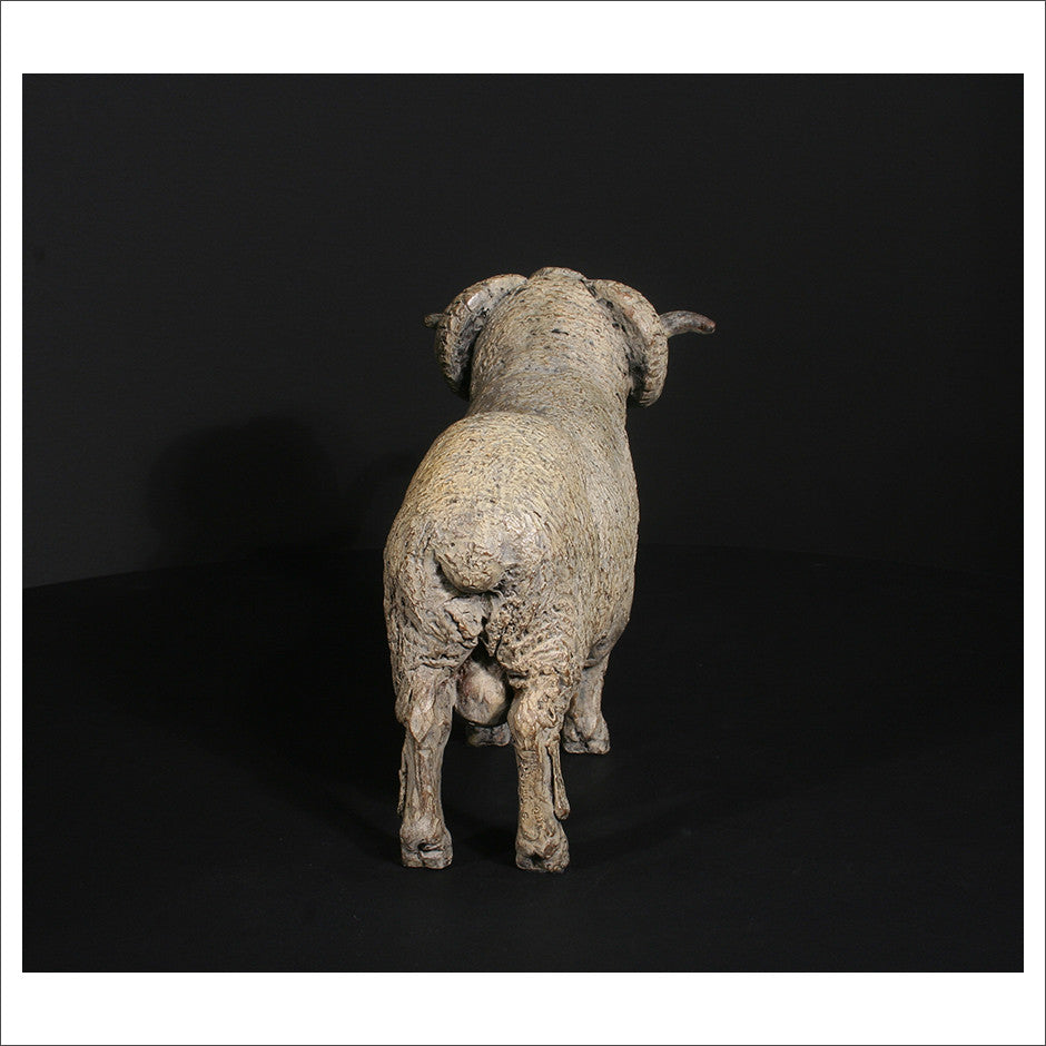 Merino Ram