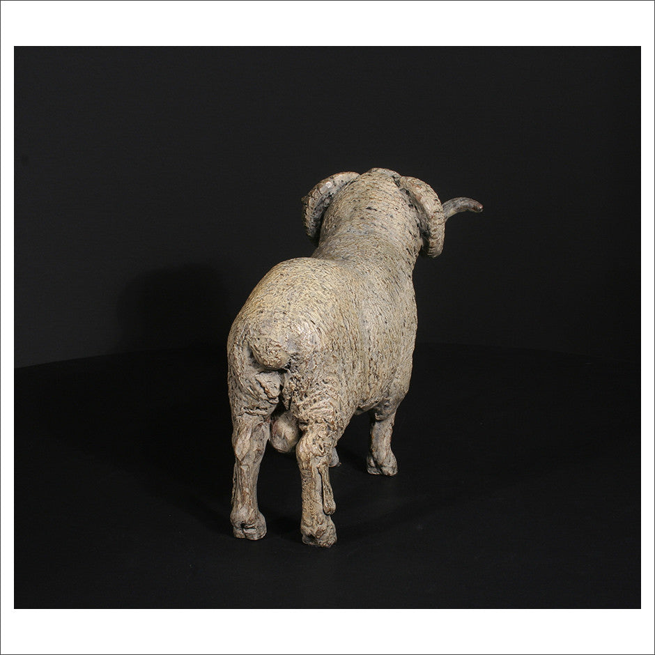 Merino Ram