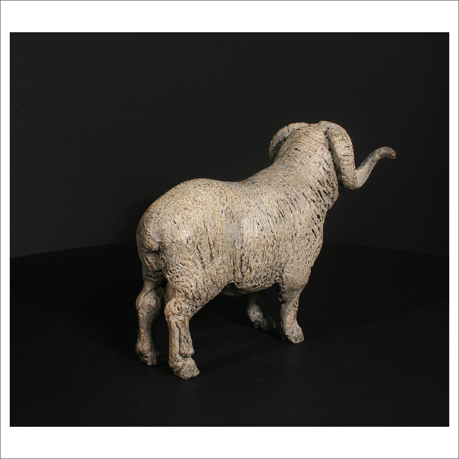 Merino Ram