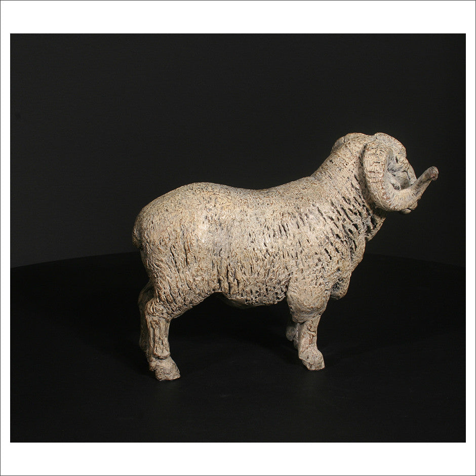 Merino Ram