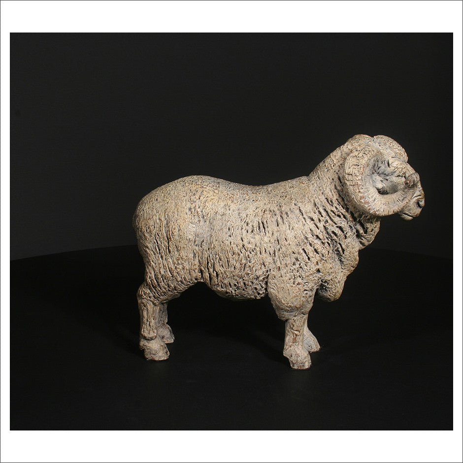 Merino Ram
