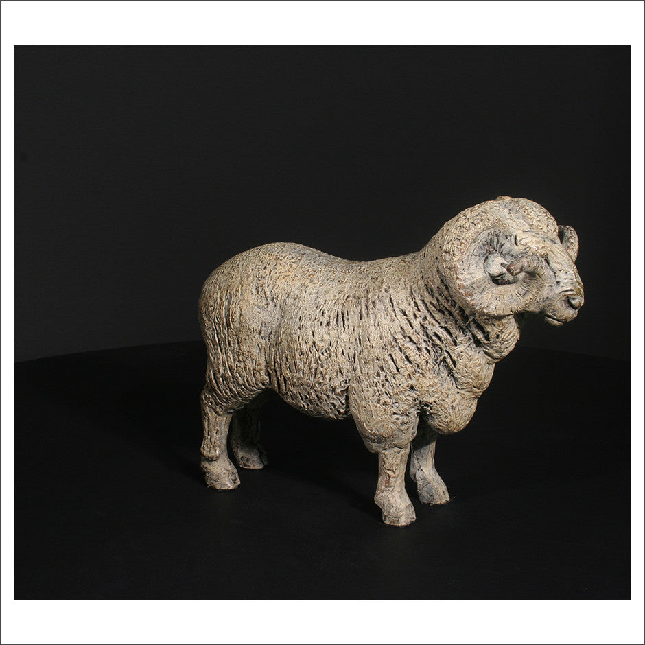 Merino Ram