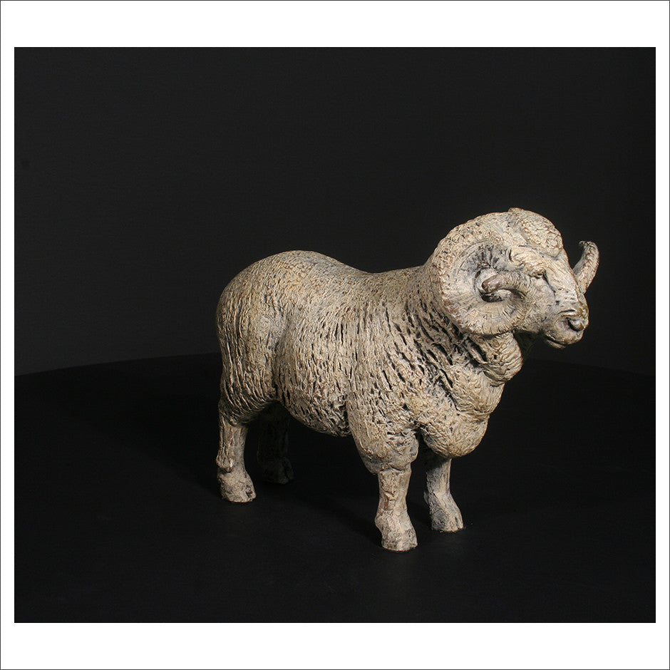 Merino Ram