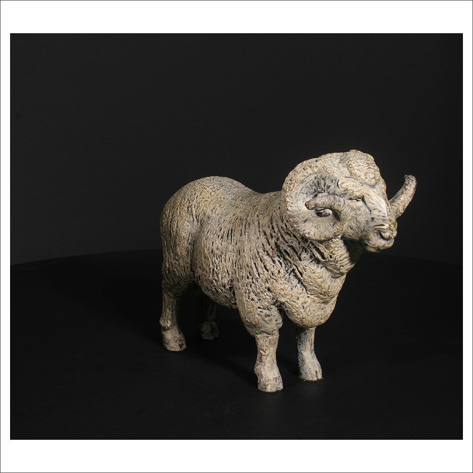 Merino Ram