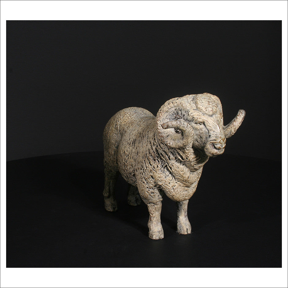 Merino Ram