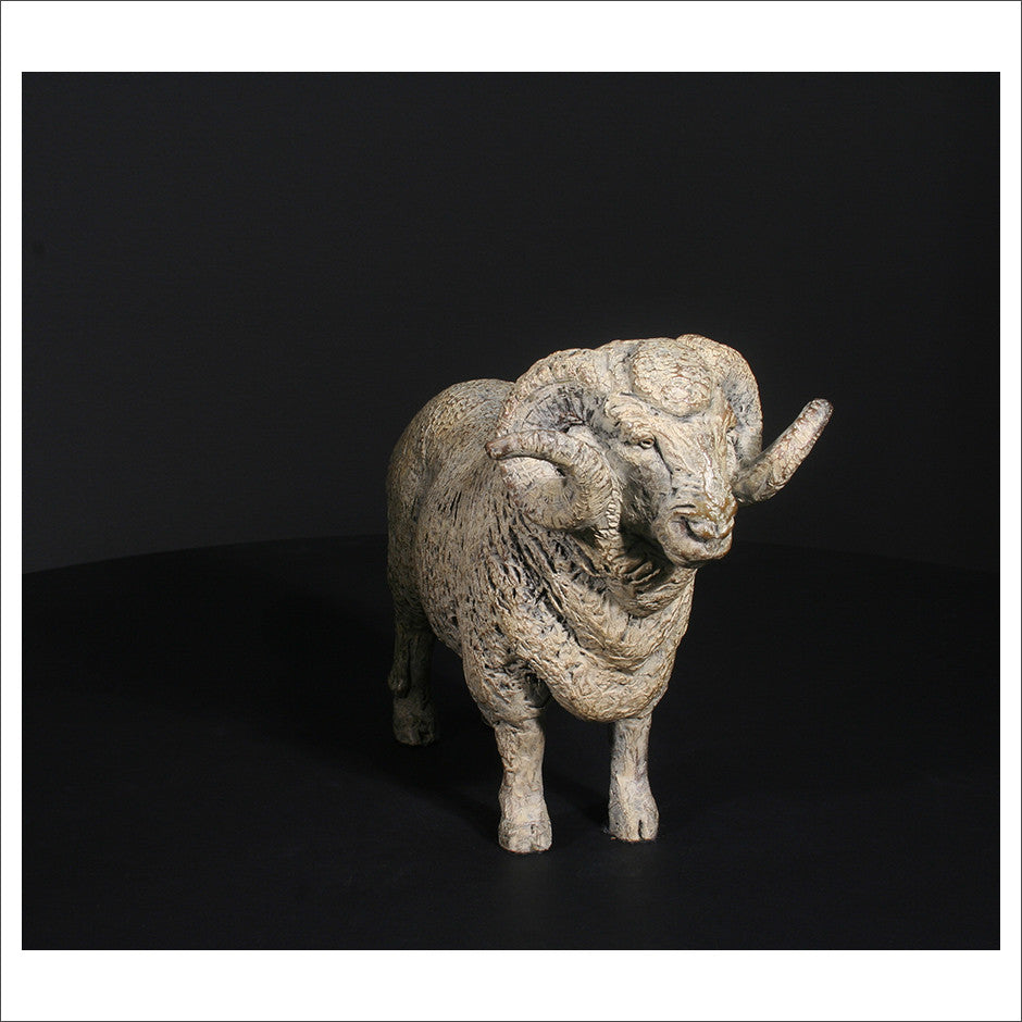 Merino Ram