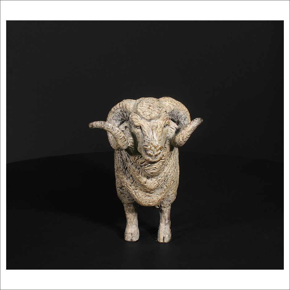 Merino Ram