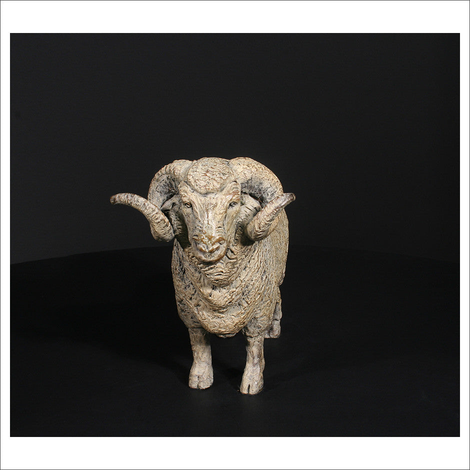 Merino Ram